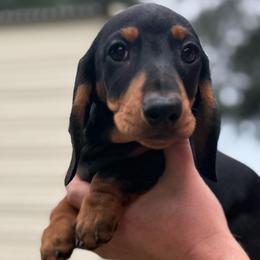 Blue collar - Black and tan male Dachshund puppy in Ocala, Florida from Dalmar Floridachs