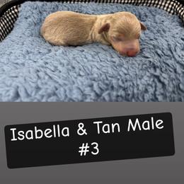Male 3 - Fawn (isabella) and tan male Dachshund puppy in Scottdale, Pennsylvania from Our Sweet Dachshund Farm