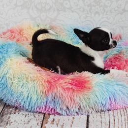 Chihuahua and Labrador Retriever Puppies from Gold Country Chihuahuas
