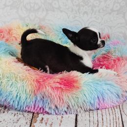 Chihuahua and Labrador Retriever Puppies from Gold Country Chihuahuas