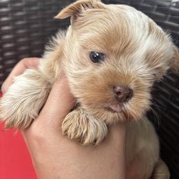 Aspen - Liver female Shih Tzu puppy in Lakeland, Florida from Sunshine Shih Tzus