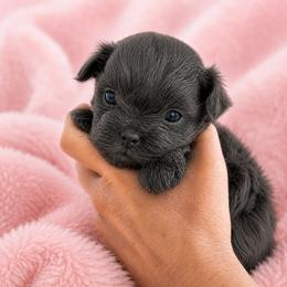 Shaylin - Blue female Shih Tzu puppy in Tallahassee, Florida from Bows and Bow Ties