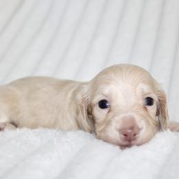 Amara - Cream female Dachshund puppy in Fairfax, Iowa from Grayson’s Lovable Dachshunds