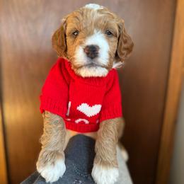 Paddington - Red  male Goldendoodle puppy in New Harmony, Indiana from Cottonwood Farms