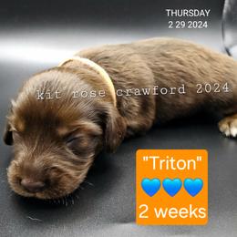 Dachshund Puppies from Wayward Home Dachshunds