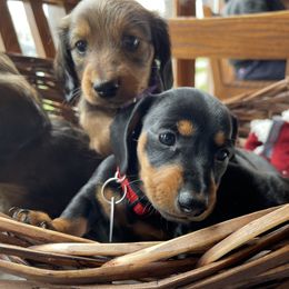 Dachshund Puppies from Cogsworth Cromwell Dachshunds of South West Michigan