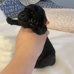 Girl 2 - Labrador Retriever puppy from Three Peaks Labradors & Training LLC