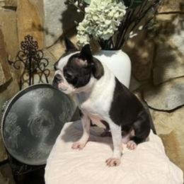 Jubee - Boston Terrier