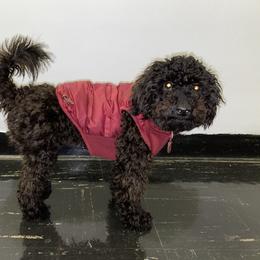 Dubai - Poodle