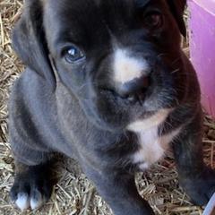 Boxer Puppies from Esquivel Boxers