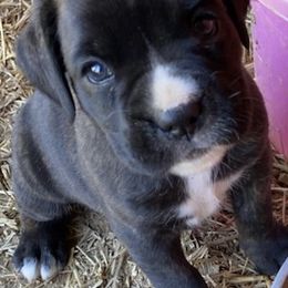 Boxer Puppies from Esquivel Boxers