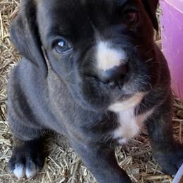Boxer Puppies from Esquivel Boxers