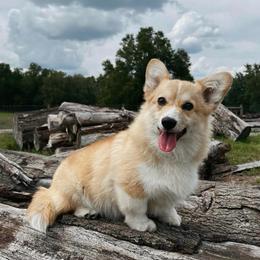Aelie - Pembroke Welsh Corgi