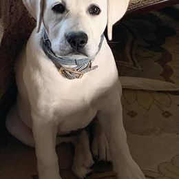 Labrador Retriever Puppies from Cactus Rose Labradors