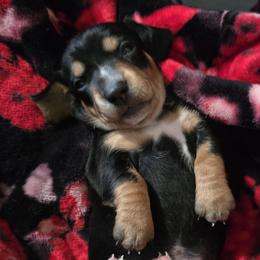 Beauty - Black and tan female Dachshund puppy in Oklahoma City, Oklahoma from Hamm Weenies  AKC (Dachshunds)