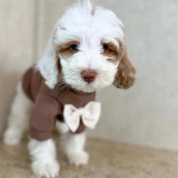 Grumpy - Red  male Goldendoodle puppy in Warsaw, Ohio from Lovabledoodles