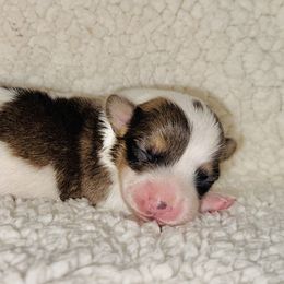Louie - Sable and white male American Corgi puppy in Whitney, Texas from 5H Corgis