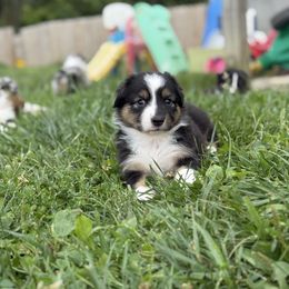 Stubbs - Black tri-color male Australian Shepherd puppy in Ashland, Ohio from SS Australian Shepherds