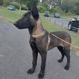 Rory - Black sable male Belgian Malinois puppy in Elizabethton, Tennessee from Forever Family K9