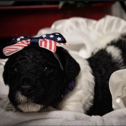 Goldendoodle Puppies from Best Doodles