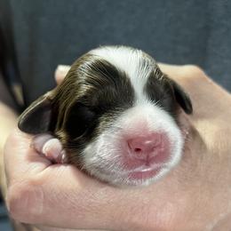 Girl 4 - Liver white and tan female Springerdoodle puppy in Sterling, Michigan from Springerdoodles In MI