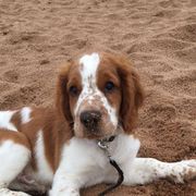 Welsh Springer Spaniel Puppies from Truepenny & Pennylane Welsh Springer Spaniels
