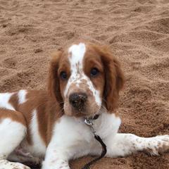 Welsh Springer Spaniel Puppies from Truepenny & Pennylane Welsh Springer Spaniels