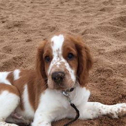 Welsh Springer Spaniel Puppies from Truepenny & Pennylane Welsh Springer Spaniels