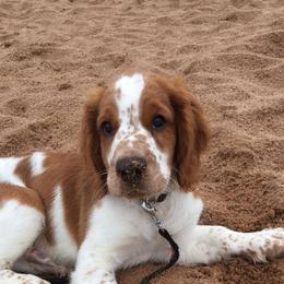 Welsh Springer Spaniel Puppies from Truepenny & Pennylane Welsh Springer Spaniels