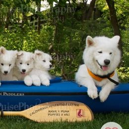 Samoyeds from Double Helix Samoyeds