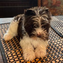 Sarge - Chocolate, tan and white male Yorkshire Terrier puppy in Lafayette, Georgia from Berggipfel Yorkies