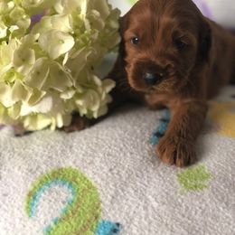Cockapoo Puppies from Maple’s Cockapoo Puppies