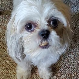 Glory - Shih Tzu