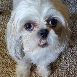 Glory - Shih Tzu