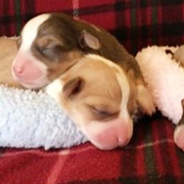 Pembroke Welsh Corgi Puppies from Whimsical Treasure Corgis