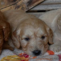 Female 2 of 5 - Cream female Goldendoodle puppy in Macedon, New York from Toodles Goldendoodles