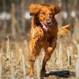 Willow - Golden Retriever