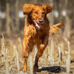Willow - Golden Retriever
