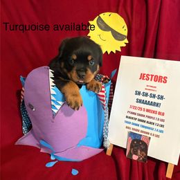 Turquoise - Black and mahogany male Rottweiler puppy in Williamsfield, Illinois from Jestors Rottweilers