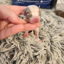 Enzo - Merle male Chihuahua puppy in Ashtabula, Ohio from Paw's & Awe's Chihuahuas