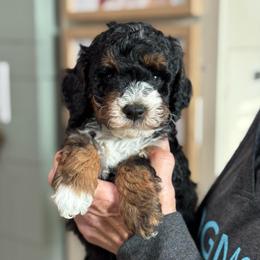 Wowza - Phantom female Goldendoodle puppy in Wharton, Texas from Little Fur Friends