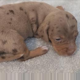 Winnie - Dapple female Dachshund puppy in Marshall, Texas from Wilson's Kennels