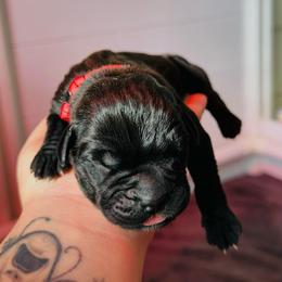 Babayka - Black male Cane Corso puppy in Houston, Texas from Mortaio Cane Corso