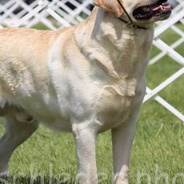Labrador Retrievers from East Coast Labradors
