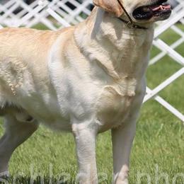 Labrador Retrievers from East Coast Labradors