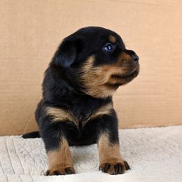 Boy 2 - Black and mahogany male Rottweiler puppy in Bowling Green, Kentucky from Vom Bruderhof Rottweilers