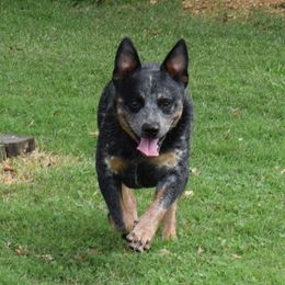 Koda - Australian Cattle Dog