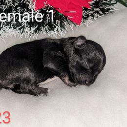 Miniature Schnauzer Puppies from Pawesome Pups