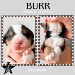 Burr (Blue collar) - Tri-color male Bernedoodle puppy in Boiling Springs, South Carolina from OlliePups, LLC