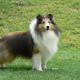 Shetland Sheepdogs from Pacific Shelties